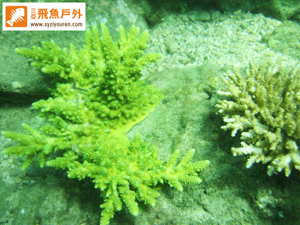 珊瑚一朵朵